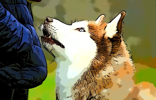 Husky, Hund, Hoved, Kæledyr, Hunde