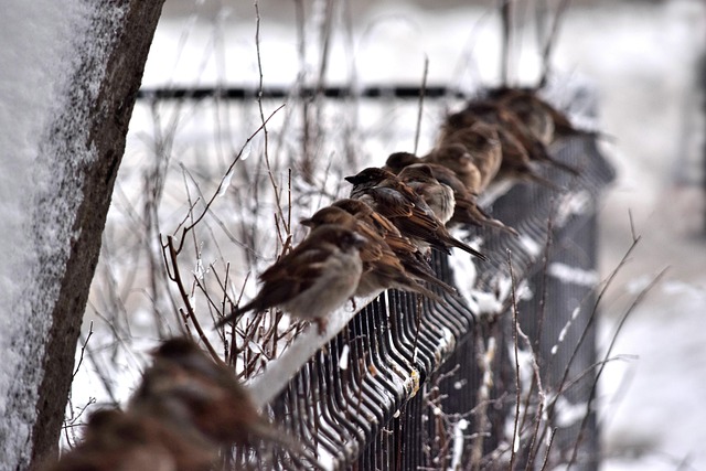 Free Winter Nature photo and picture