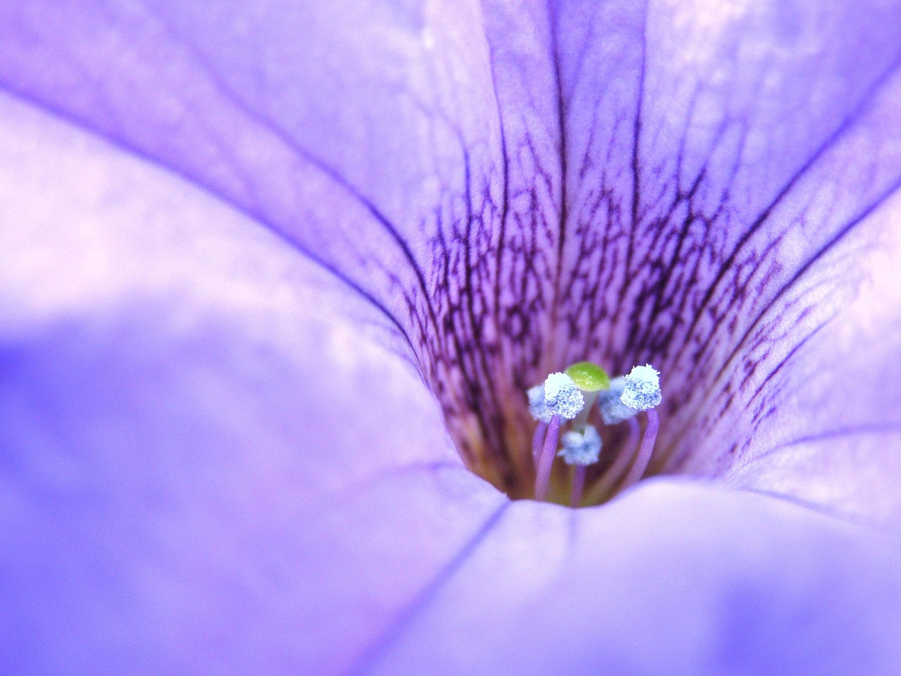 Flower - free online jigsaw puzzle photo