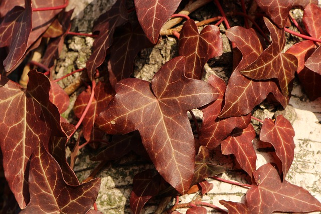 Hoja, Rojo Oscuro, Madera, Bosque