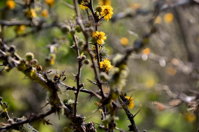 Blumen, Böden, Pflanzen, Natur