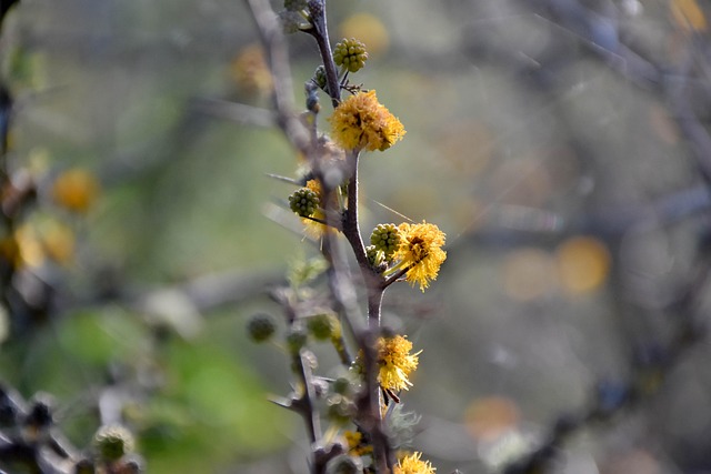 Blumen, Böden, Pflanzen, Natur, Flora
