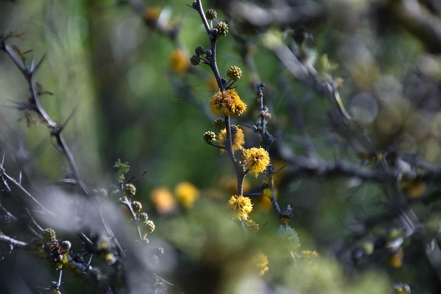 Blumen, Böden, Pflanzen, Natur