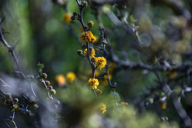 Blumen, Böden, Blumentapete, Pflanzen