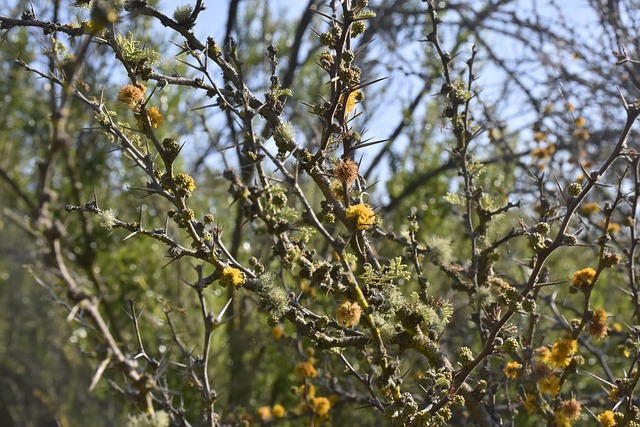 Blumen, Böden, Pflanzen, Natur, Flora