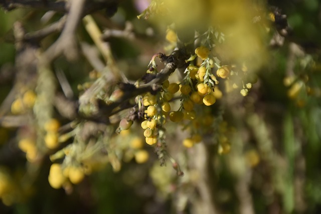 Blumen, Schöne Blumen, Böden, Pflanzen