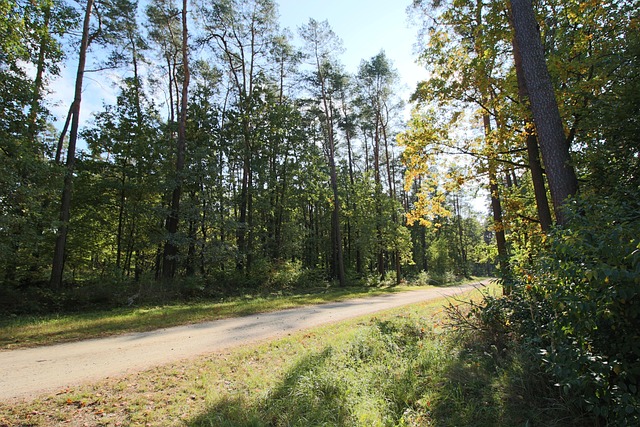 Free Forest Trees photo and picture