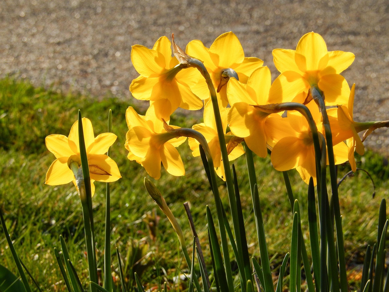jonquille-jaune-pseudonarcisse-photo-gratuite-sur-pixabay-pixabay
