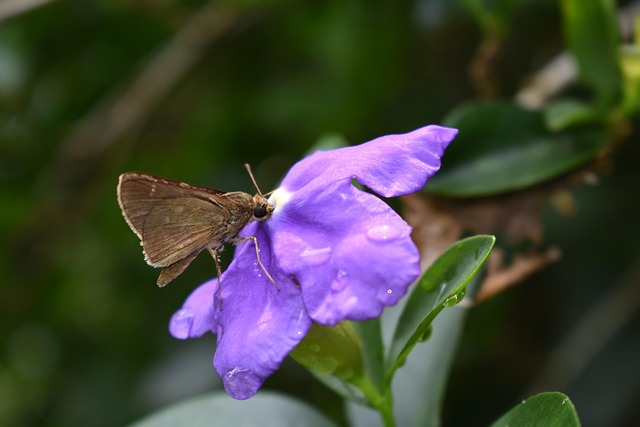 Free Butterfly Purple photo and picture