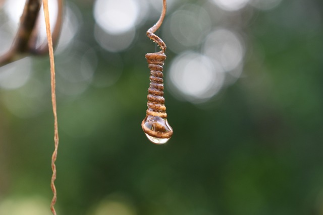 Free Drop Nature photo and picture