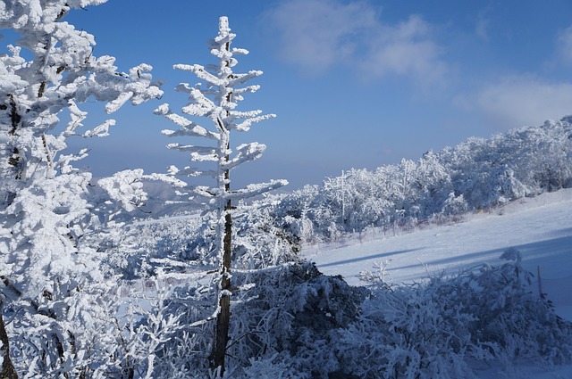 Free Snow Winter photo and picture