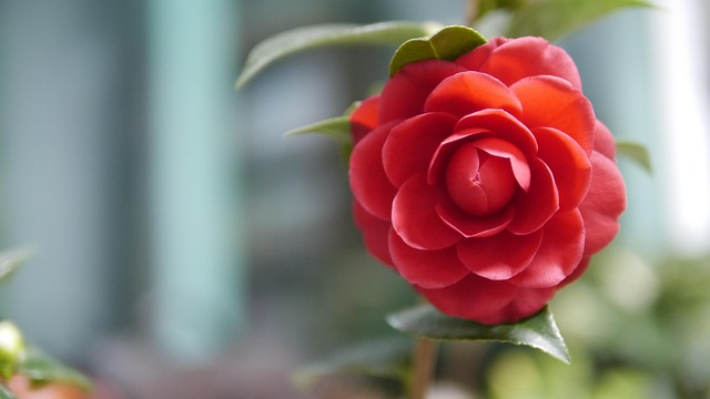 Free Flower Camellia photo and picture