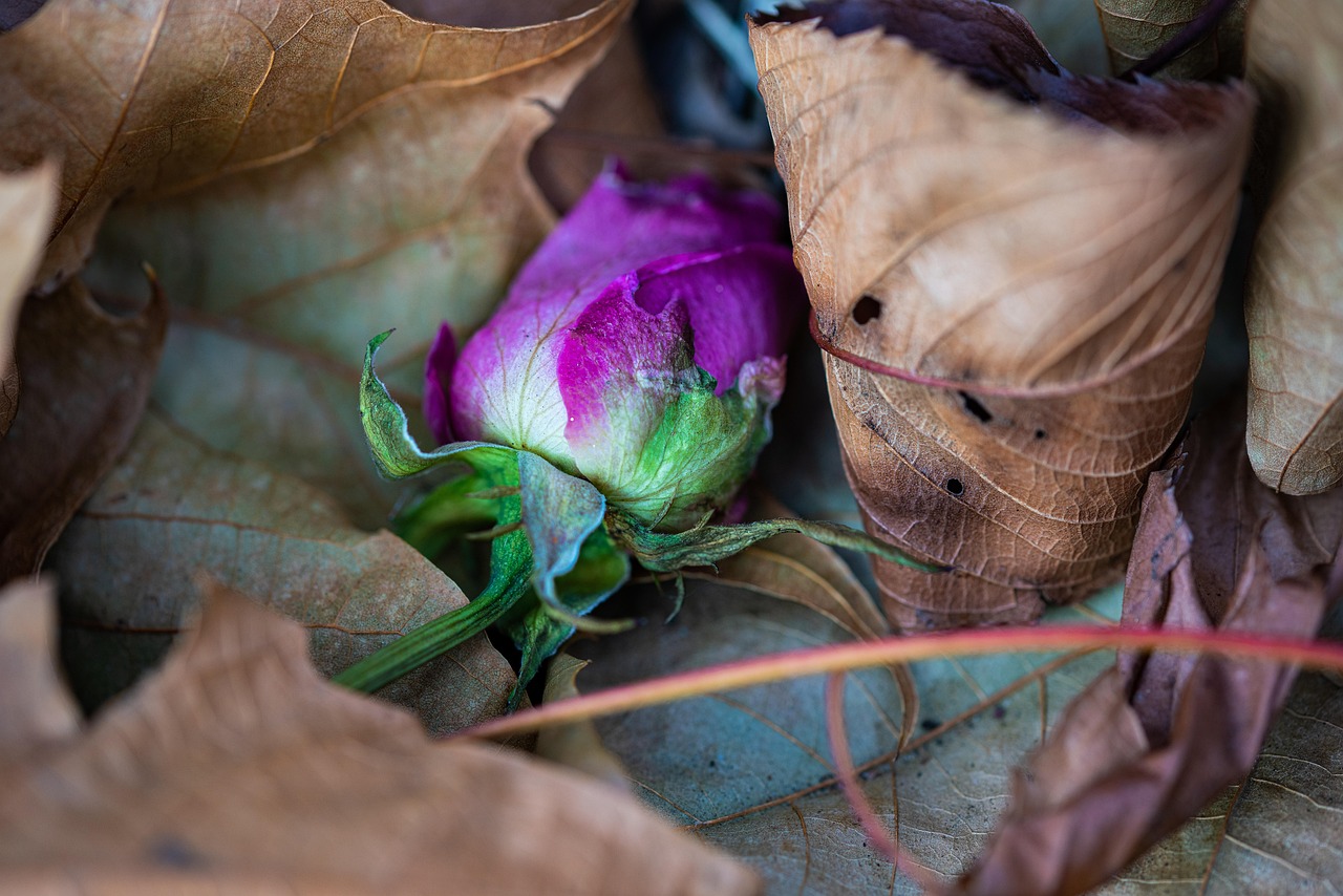 A Falling Flower Pink Leaves - Free photo on Pixabay