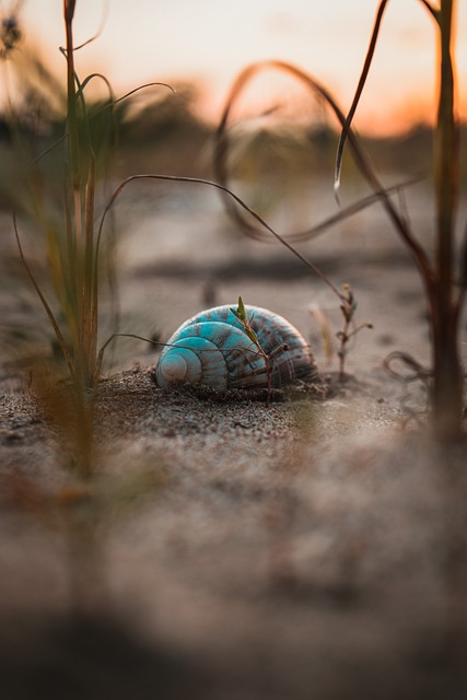 Free Snails Macro photo and picture