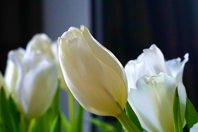 Free Flowers Beautiful Flowers photo and picture