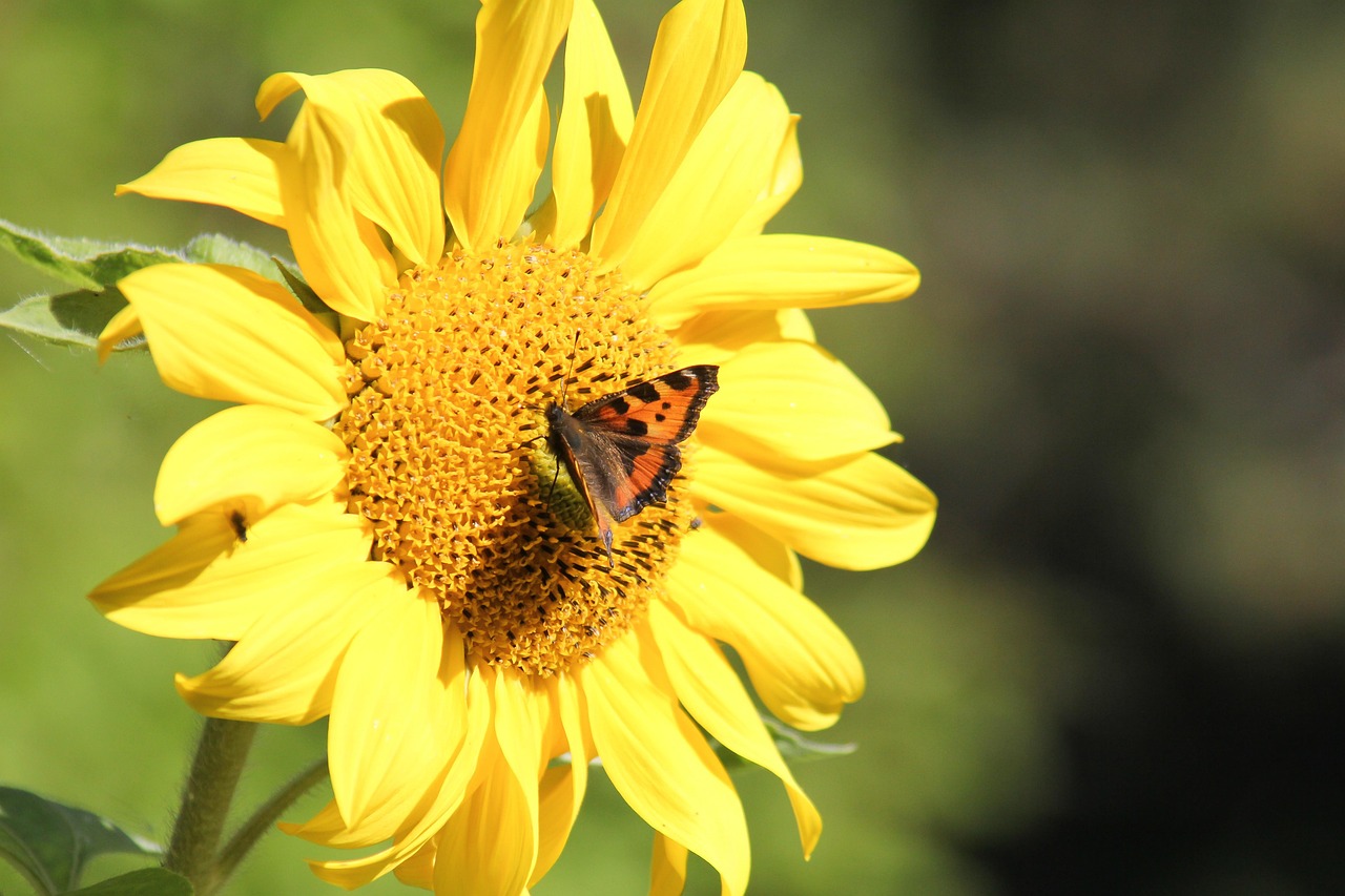 Sunflower Butterfly Summer Free photo on Pixabay Pixabay