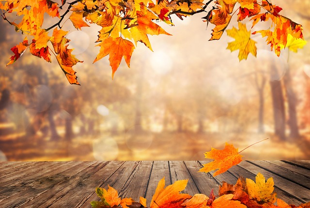 Free Fall Leaves photo and picture