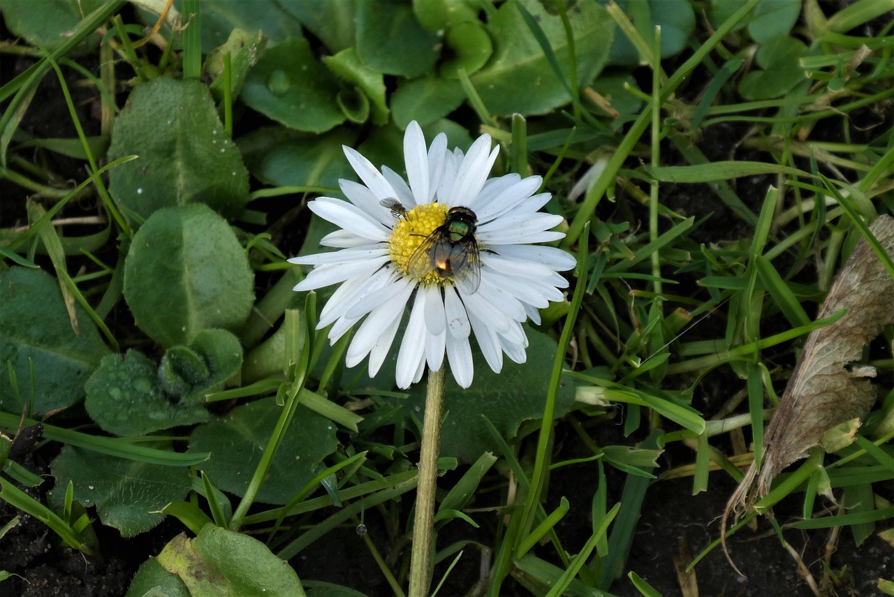 Daisy Bug Flower Free photo on Pixabay Pixabay