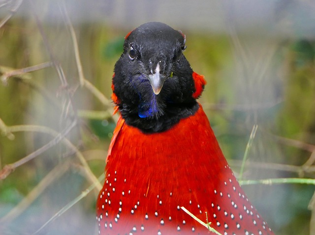 Free Bird Red photo and picture