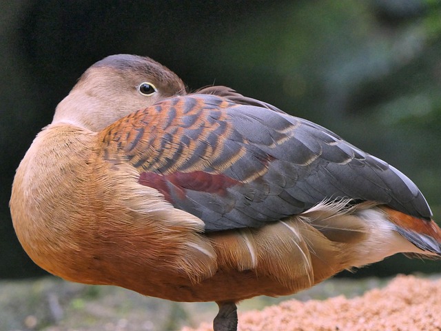 Free Duck Bird photo and picture