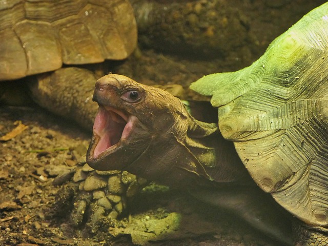 Free Tortoise Reptiles photo and picture