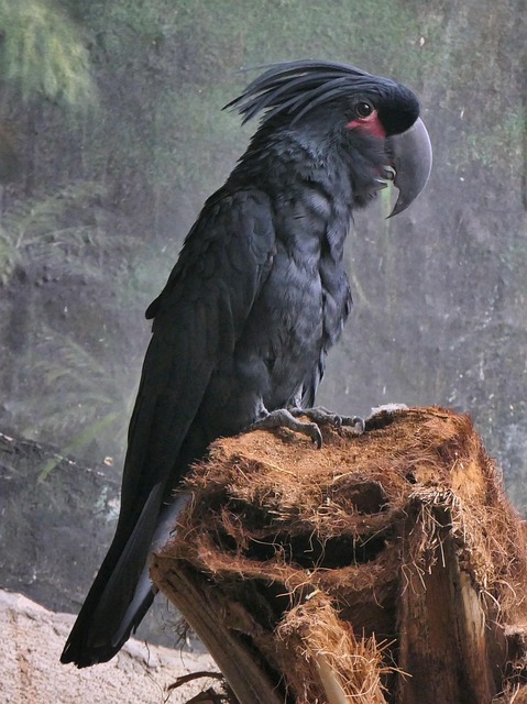 Free Parrot Gray photo and picture