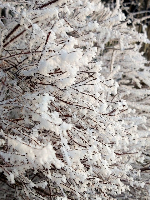 Frost, Vinter, Natur, Kold, Flødeis