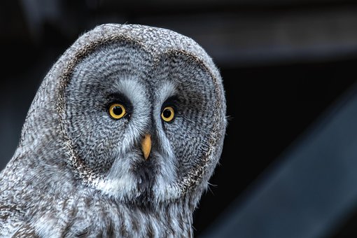 Free Donations Keeps Me Going Owl photo and picture