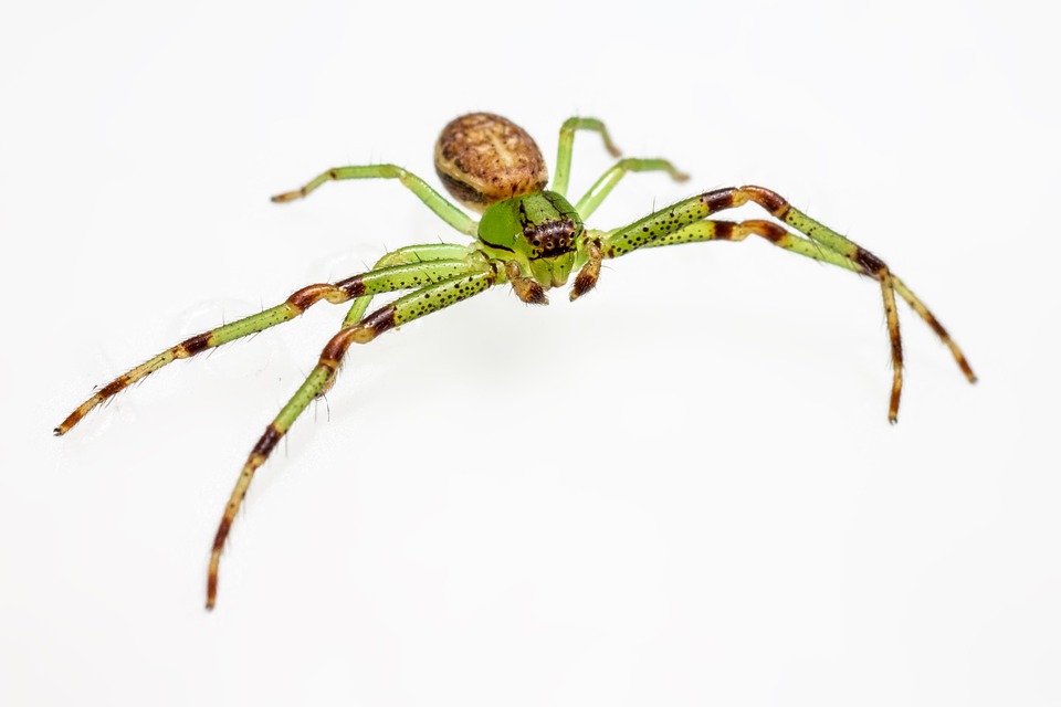 Green Crab Spider Diaea Dorsata Free photo on Pixabay Pixabay
