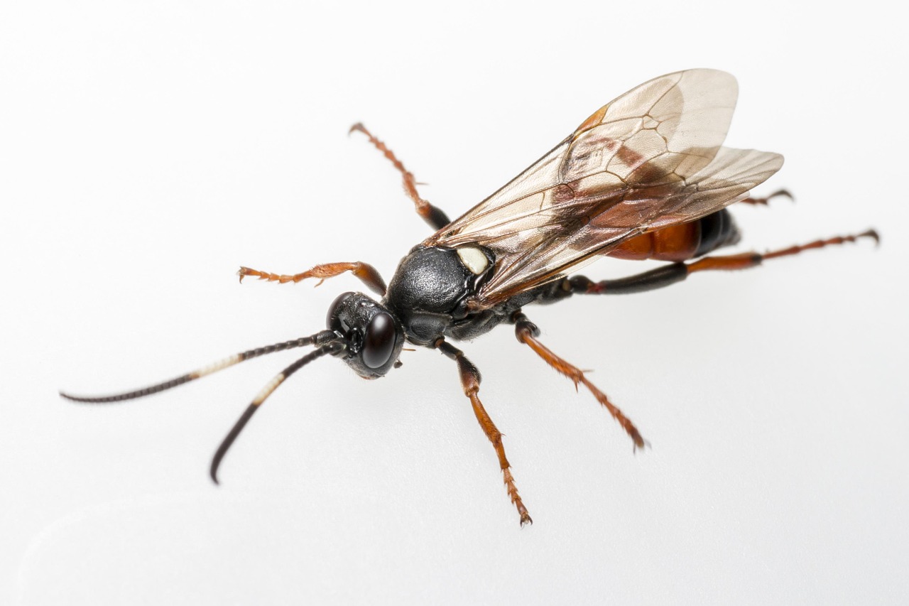 20+ Free Ichneumon & Ichneumon Wasp Images - Pixabay