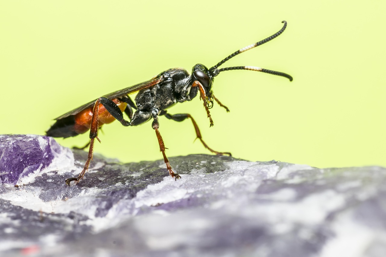 20+ Free Ichneumon & Ichneumon Wasp Images - Pixabay
