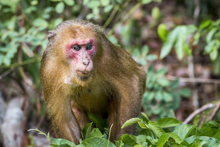 70+ Free Stump-Tailed Macaque & Monkey Images - Pixabay