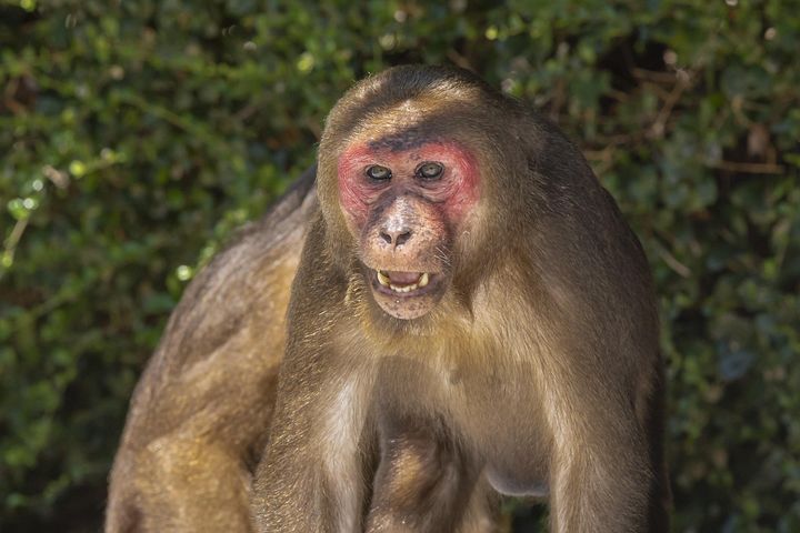 70+ Free Stump-Tailed Macaque & Monkey Images - Pixabay
