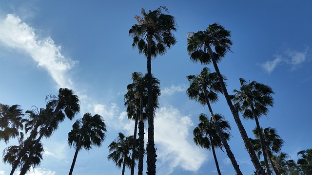 Free Palm Trees Sky photo and picture