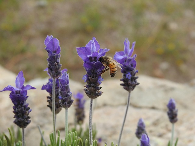 Lavanda, Granja, Abeja, Naturaleza