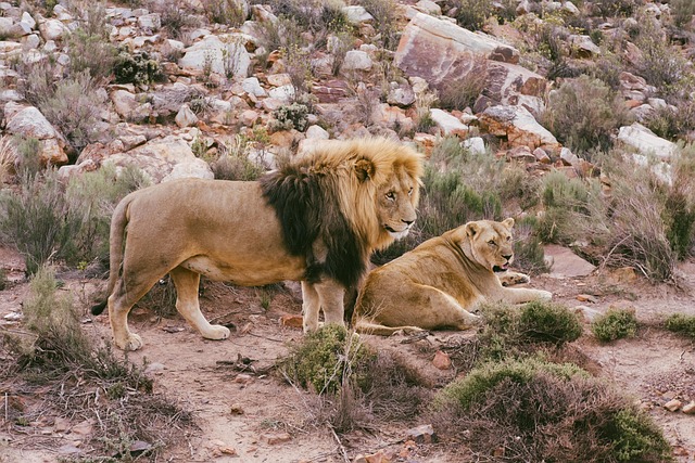 Free Lion Safari photo and picture