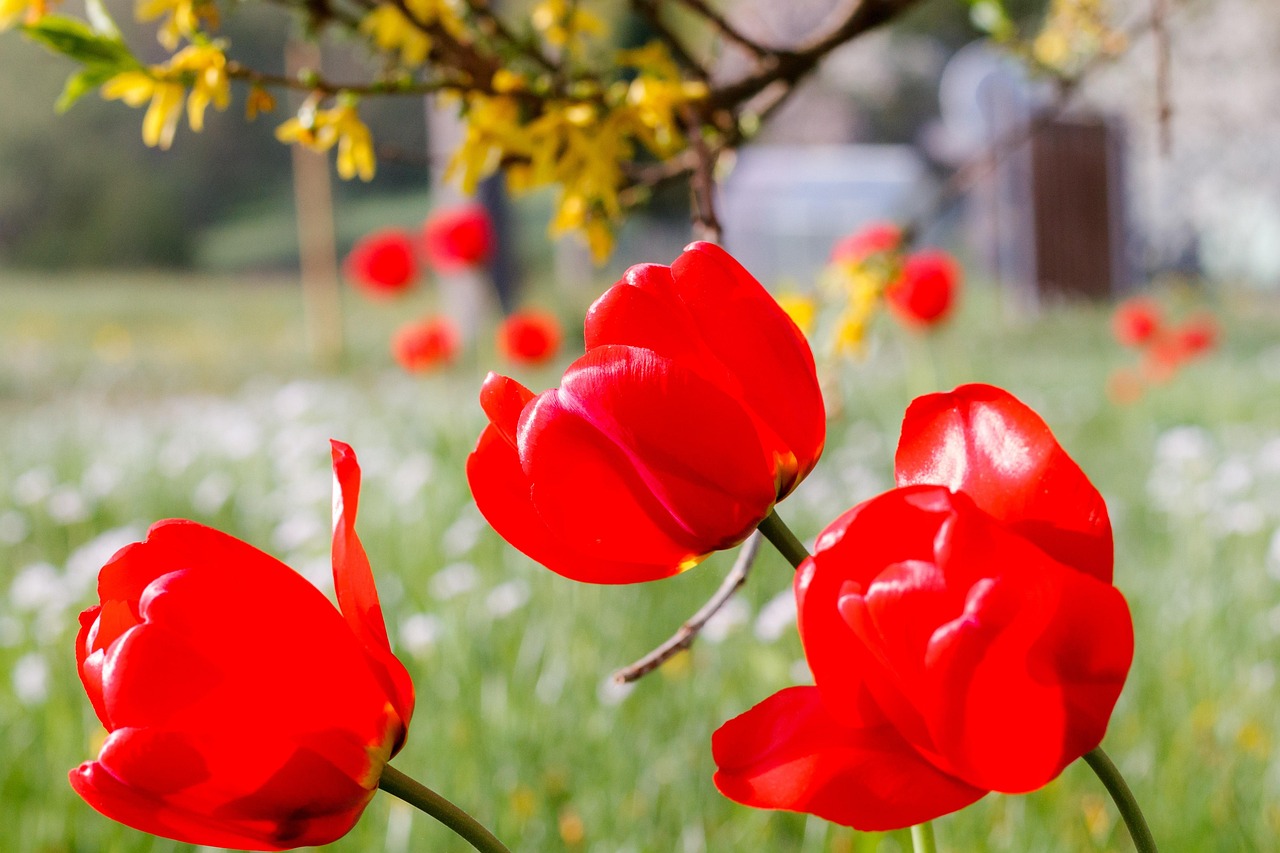 Mohn Blüte Mohnblume - Kostenloses Foto auf Pixabay