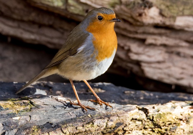 Robin, Sangfugl, Fjer, Have, Natur