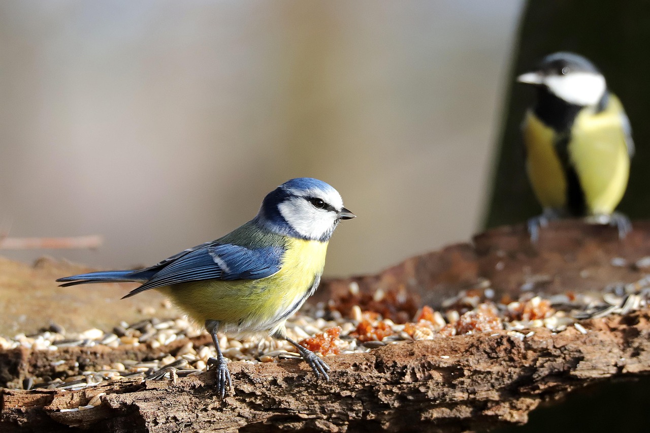 Difference Between Blue Tit And Great Tit