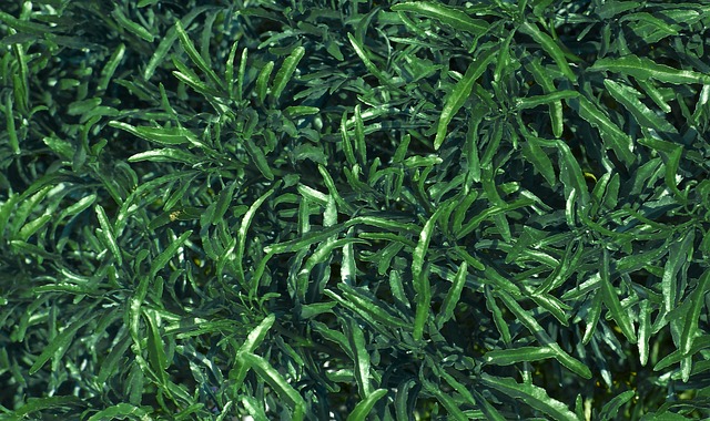 Free Nature Leaf photo and picture