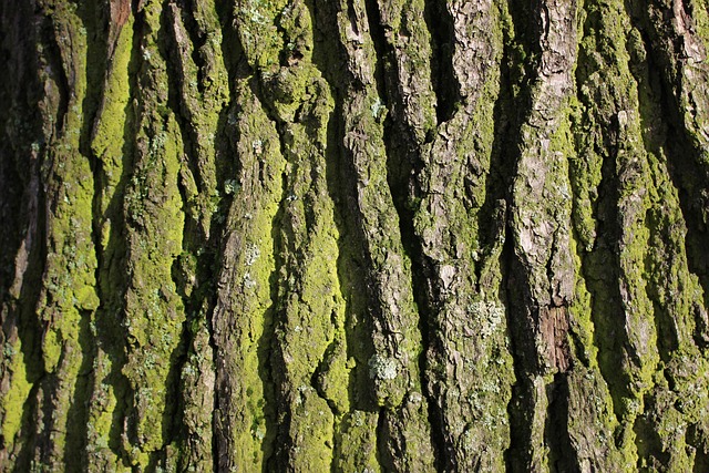 Bark, Træ, Smukt Tapet, Hd Tapet, Egetræ