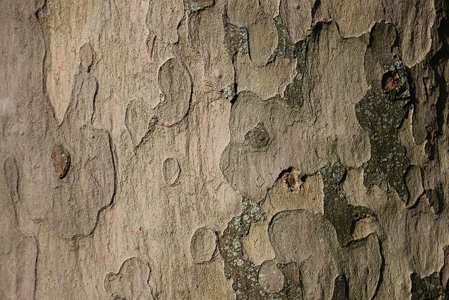 Træ, Bark, Natur, Træstamme, Struktur