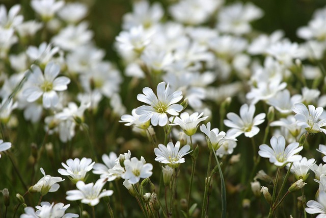 Blomst, Blomstereng, Natur, Flora, Forår