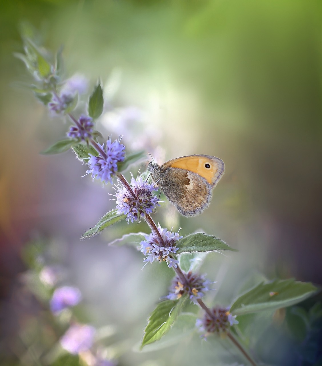 Nature Spring Summer - Free photo on Pixabay