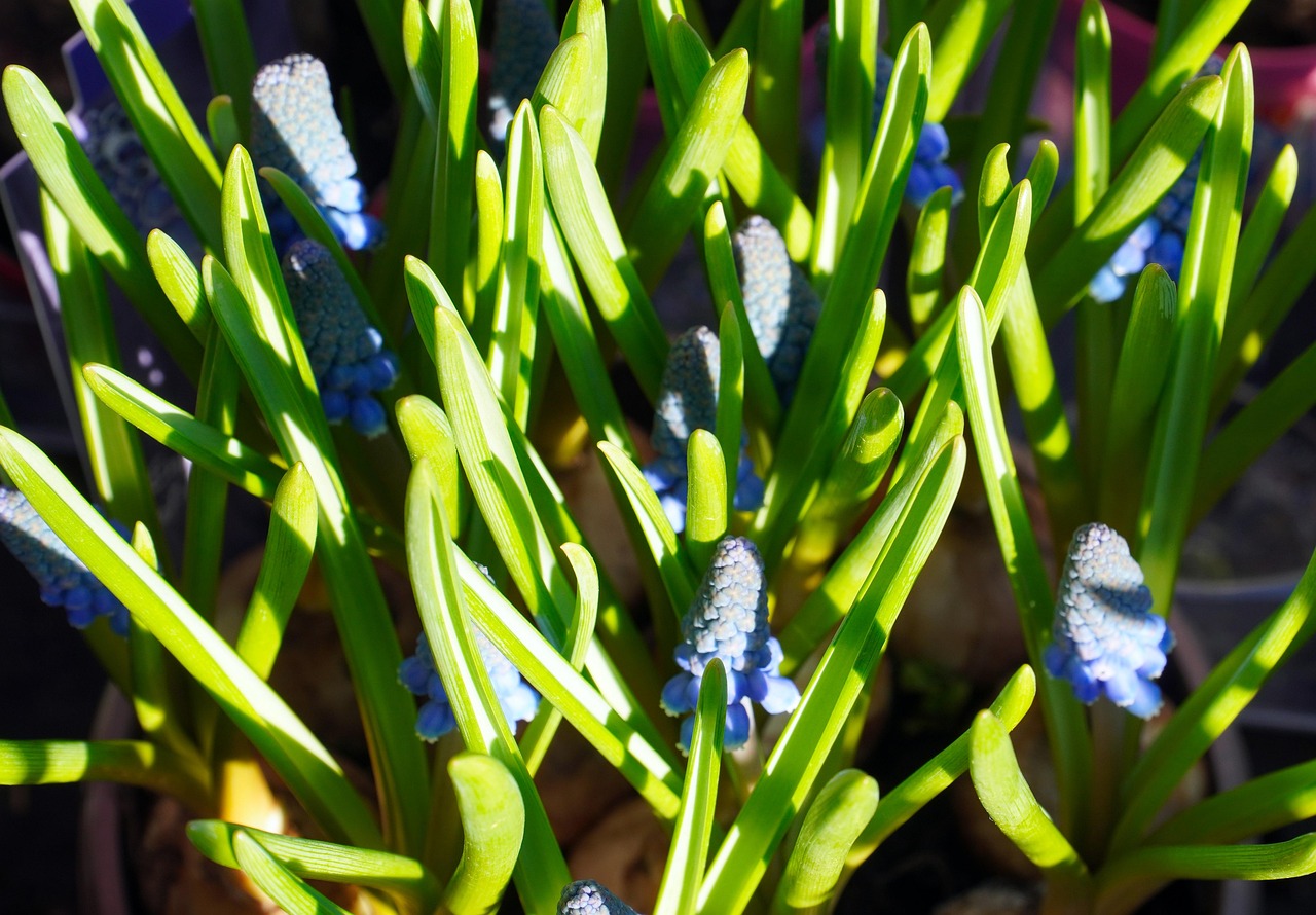 Flower Blue Spring - Free photo on Pixabay - Pixabay
