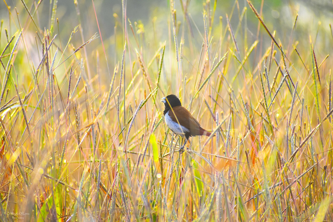 Tricolor Munia Taking Her - Free photo on Pixabay