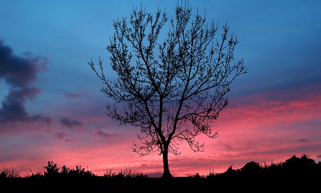 Free Sunset Nature photo and picture