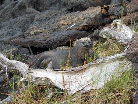 Free Marine Iguana Galapagos photo and picture