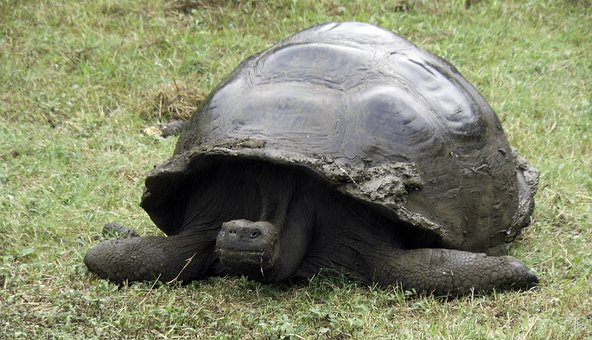 Free San Cristobal Island Galapagos Tortoise photo and picture