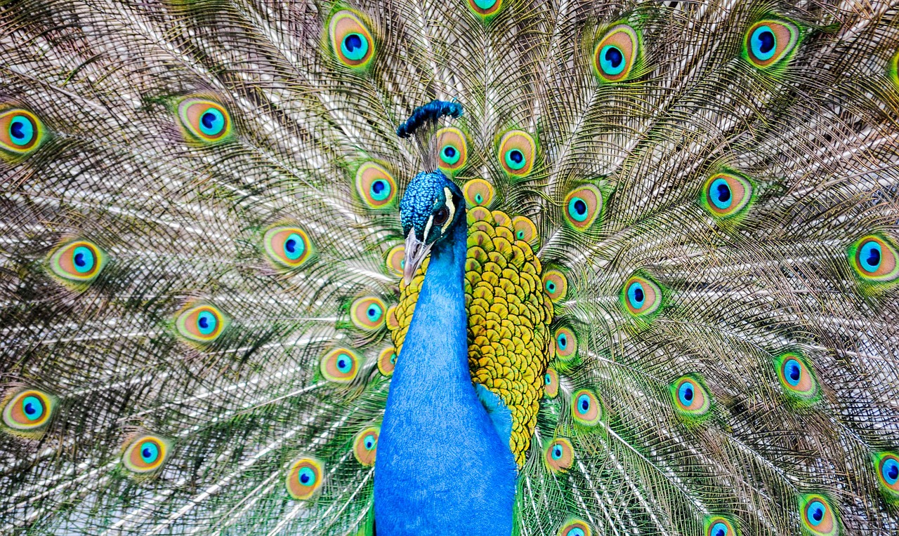 공작 동물 깃털 - Pixabay의 무료 사진 - Pixabay